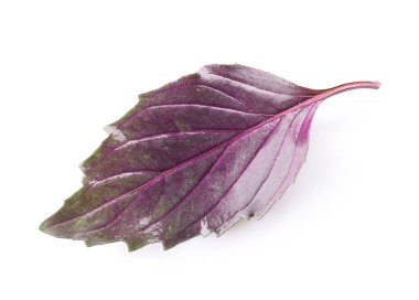 Beyaz arkaplanda taze fesleğen yaprağı