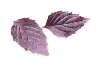 Beyaz arkaplanda taze fesleğen yaprakları