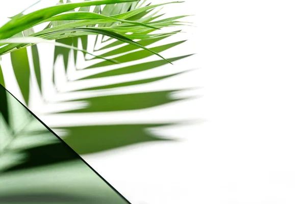 Hoja Palma Tropical Fresca Sobre Fondo Color Primer Plano —  Fotos de Stock