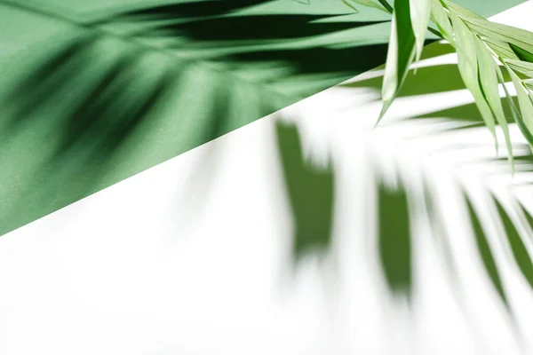 Silhouet Van Tropisch Palmblad Kleur Achtergrond Close — Stockfoto