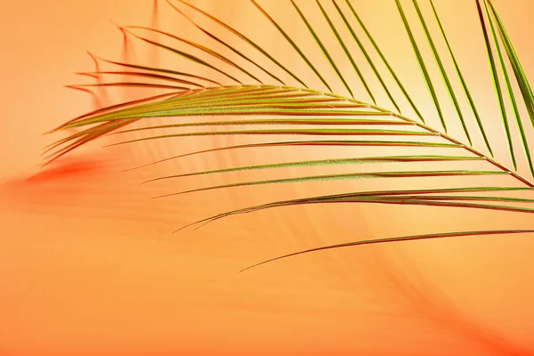 Foglia Palma Tropicale Fresca Sfondo Colore Primo Piano — Foto Stock