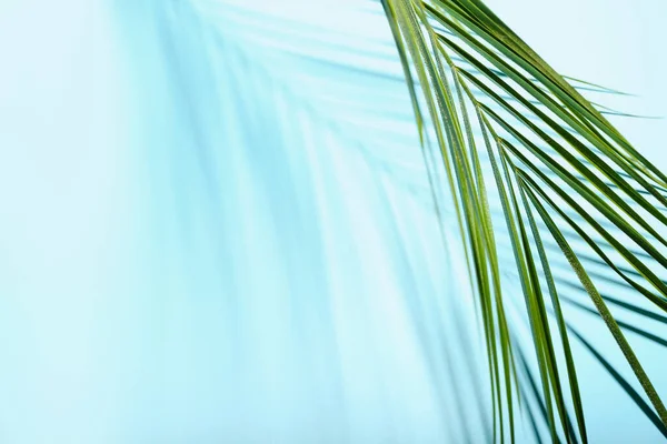 Frische Tropische Palmblätter Auf Farbigem Hintergrund Nahaufnahme — Stockfoto