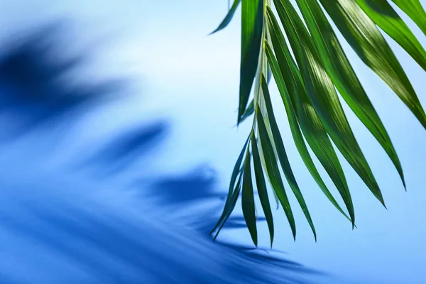 Čerstvé Tropické Palmové Listy Barevném Pozadí Detailní Záběr — Stock fotografie