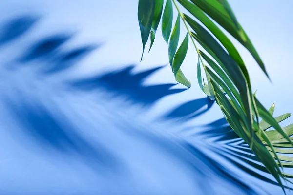 Čerstvé Tropické Palmové Listy Barevném Pozadí Detailní Záběr — Stock fotografie