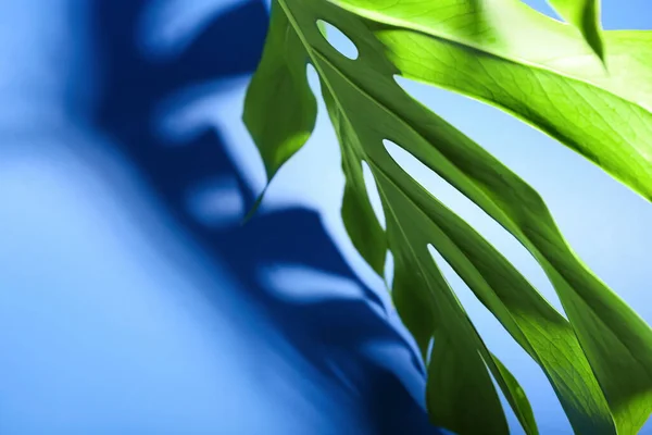 Fresh Tropical Palm Leaf Color Background Closeup — Stock Photo, Image