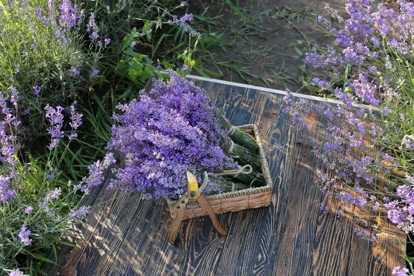 Schachtel Mit Lavendelblüten Und Gartenschere Feld — Stockfoto