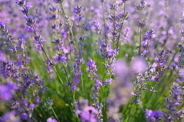 Schöne Lavendelblüten Feld Nahaufnahme — Stockfoto