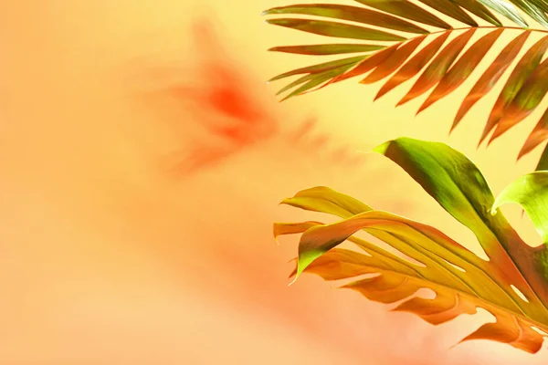 Fresh Tropical Palm Leaves Color Background Closeup — Stock Photo, Image