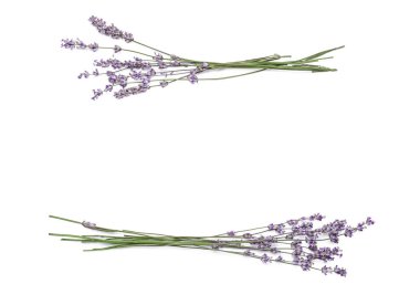 Beyaz arkaplanda güzel lavanta çiçekleri