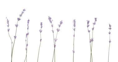 Beyaz arkaplanda güzel lavanta çiçekleri