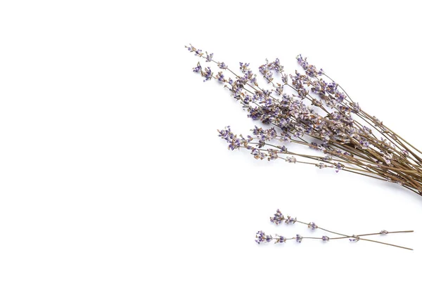 Beautiful Lavender Flowers White Background Closeup — Stock Photo, Image