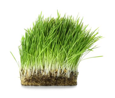 Beyaz arkaplanda taze buğday çimi