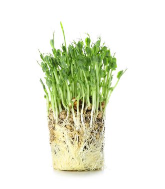 Beyaz arkaplanda mikroyeşil bezelye filizleri