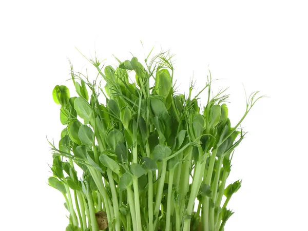Microgreen Pea Sprouts White Background — Stock Photo, Image
