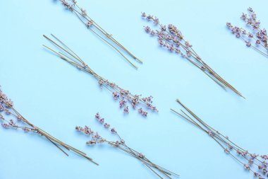 Renkli arkaplanda güzel lavanta çiçekleri