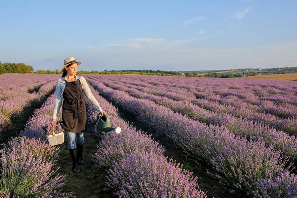 Female Farmer Holding Basket Lavender Flowers Watering Can Field — Stock Photo, Image