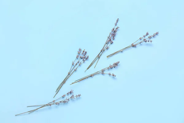 Beautiful Lavender Flowers Color Background — Stock Photo, Image