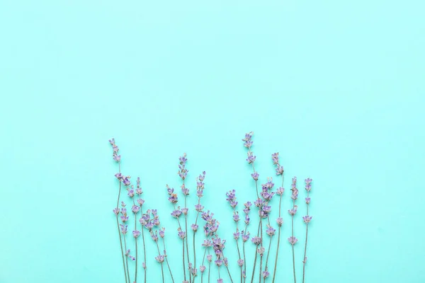 Hermosas Flores Lavanda Sobre Fondo Color — Foto de Stock