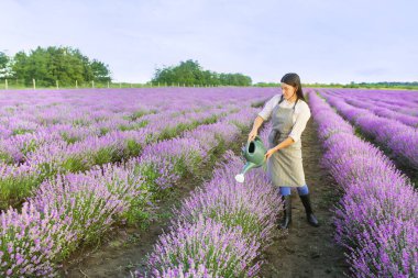 Lavanta tarlasında sulama kutusu olan kadın çiftçi.
