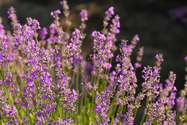 Beautiful Lavender Field Summer Day Closeup — Stock Photo, Image