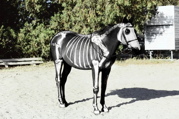 Schattig Paard Beschilderd Als Skelet Buiten — Stockfoto