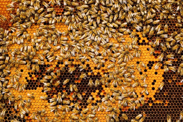 Many Bees Honey Combs — Stock Photo, Image