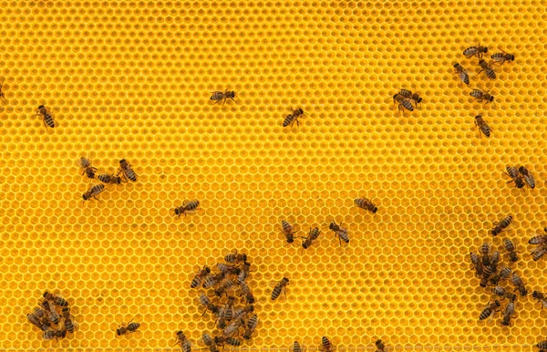 Many Bees Honey Combs — Stock Photo, Image
