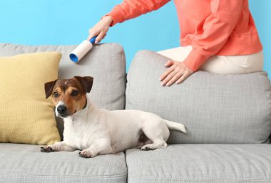 Kanepeyi temizleyen genç bir kadın ve renkli bir köpeği var.