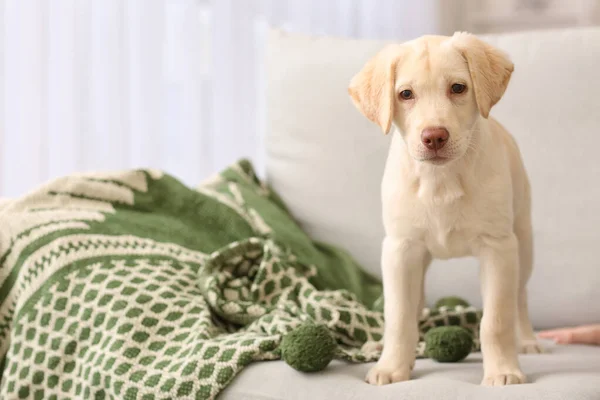 Sød Labrador Hvalp Sofaen Derhjemme - Stock-foto