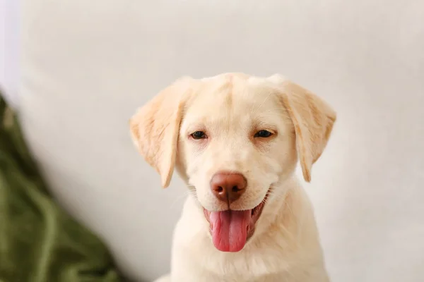 Bonito Cachorro Labrador Sofá Casa — Fotografia de Stock