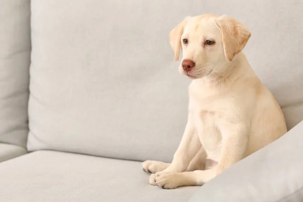 Labrador ขบนโซฟาท — ภาพถ่ายสต็อก