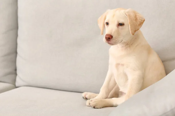 Sød Labrador Hvalp Sofaen Derhjemme - Stock-foto