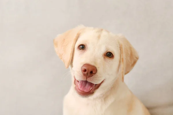 Bonito Cachorro Labrador Sofá Casa — Fotografia de Stock