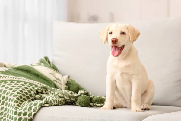 Leuke Labrador Puppy Bank Thuis — Stockfoto