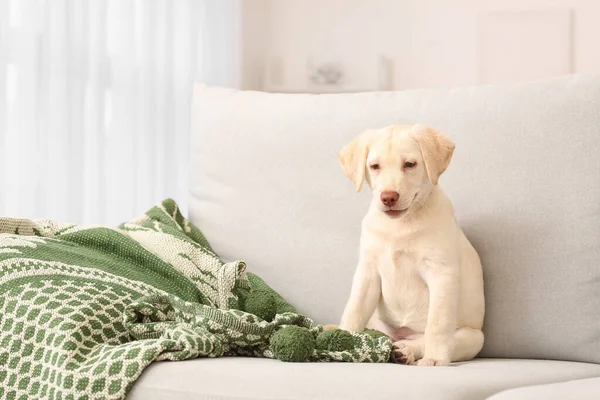 Sød Labrador Hvalp Sofaen Derhjemme - Stock-foto