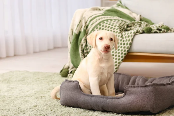 Sød Labrador Hvalp Kæledyrsseng Derhjemme - Stock-foto