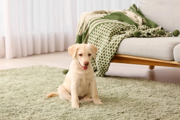Leuke Labrador Puppy Thuis — Stockfoto