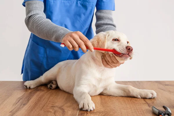 Veterinarian Brushing Teeth Labrador Puppy Clinic — Stock Photo, Image