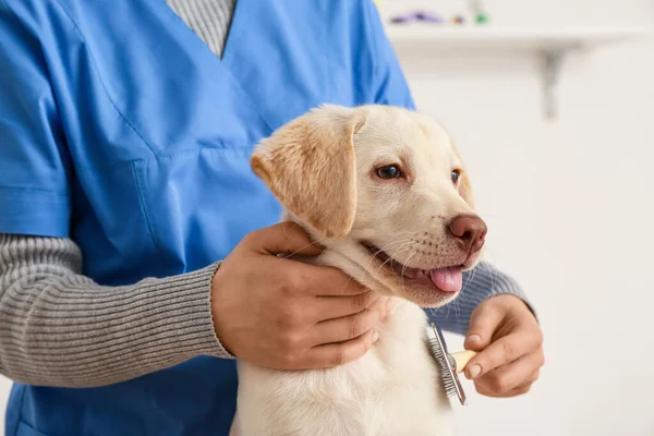 Female Groomer Taking Care Labrador Puppy Salon — Stock Photo, Image