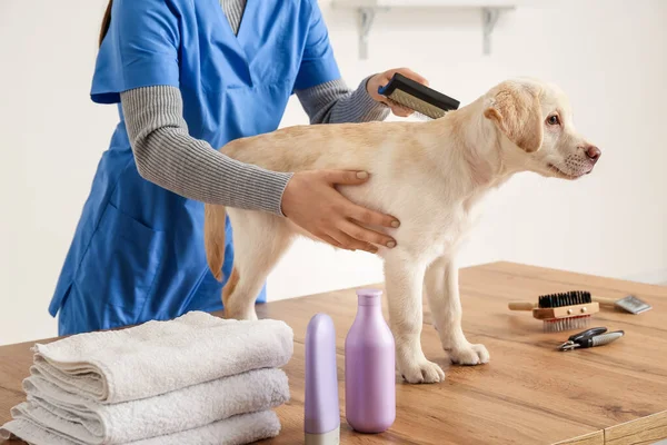 Female Groomer Taking Care Labrador Puppy Salon — Stock Photo, Image