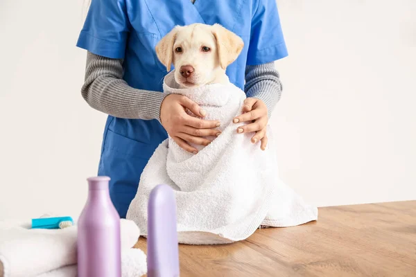 Female Groomer Wiping Dog Hair Washing Salon — Stock Photo, Image