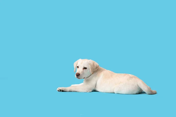 Aranyos Labrador Kiskutya Színes Háttér — Stock Fotó