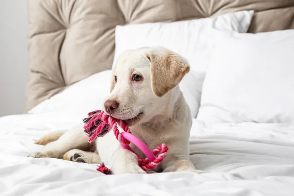 Cute Labrador Puppy Playing Toy Bed Home — Stock Photo, Image