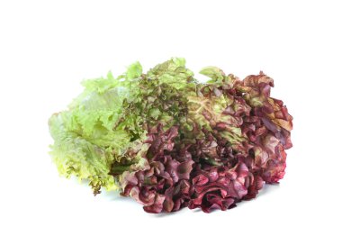 Beyaz arka planda taze Lollo Rosso marulu