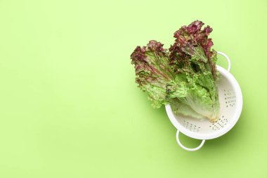 Renkli arkaplanda taze Lollo Rosso marulu Colander