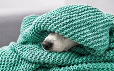 Ekoseli şirin Jack Russel Teriyeri, yakın plan.