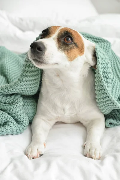 Cute Jack Russel Terrier Kratę Łóżku Zbliżenie — Zdjęcie stockowe