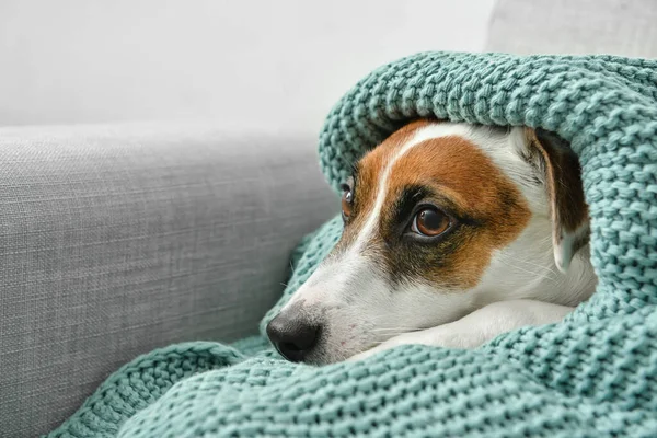 Cute Jack Russel Terrier Kratę Kanapie Zbliżenie — Zdjęcie stockowe