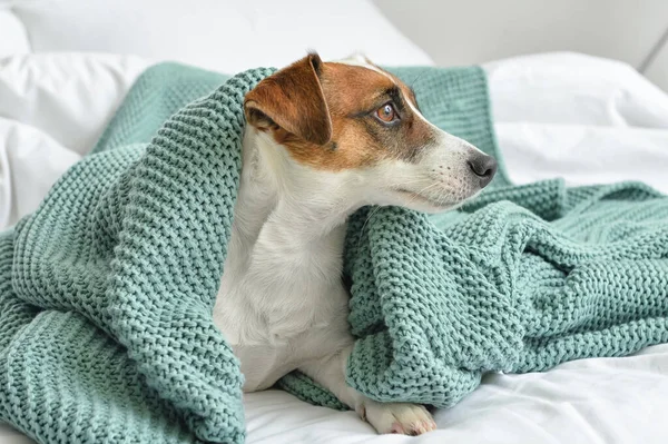 Cute Jack Russel Terrier Plaid Bed Closeup — Stock Photo, Image