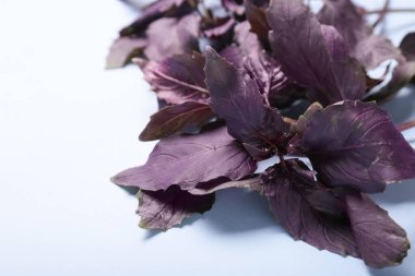 Renkli arka planda taze fesleğen, yakın plan